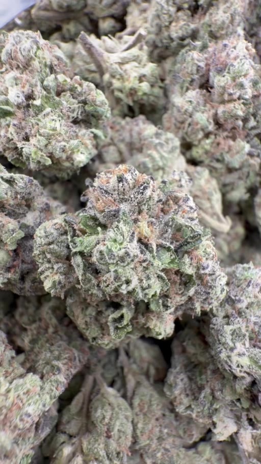 Wholesale flower lot video showing bulk buds for buyer review