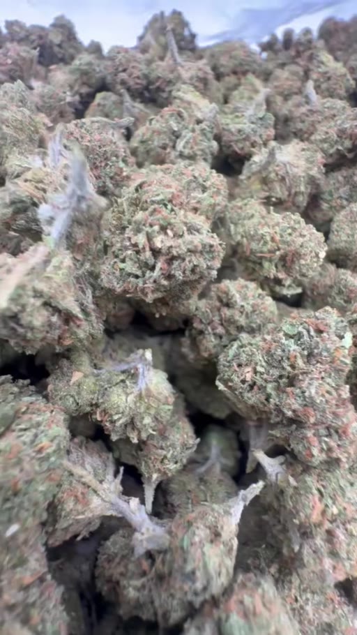 Wholesale hemp flower buds shown in original lot video
