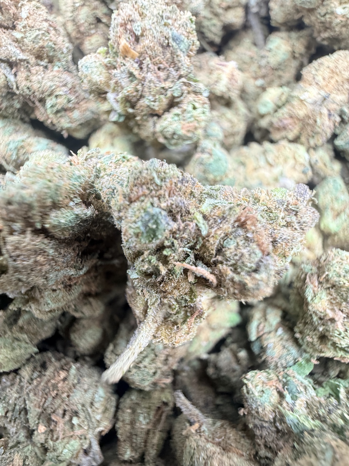 Close-up view of wholesale THCA flower showing bud structure and surface detail